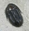 Gorgeous, D Pseudodechenella Trilobite From NY #5519-1